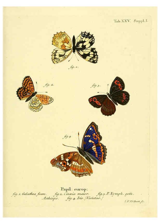 Reproducción/Reproduction 6103295556: Die Schmetterlinge in Abbildungen nach der Natur. v.1 plates. Leipzig :T.O. Weigel,[1829-1839] 