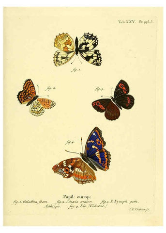 Reproducción/Reproduction 6103295556: Die Schmetterlinge in Abbildungen nach der Natur. v.1 plates. Leipzig :T.O. Weigel,[1829-1839] 