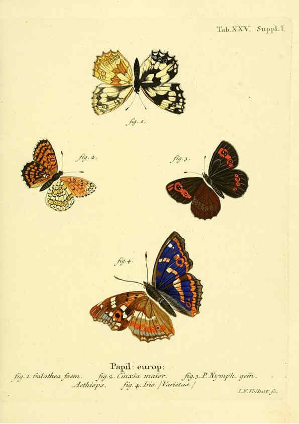 Reproducción/Reproduction 6103295556: Die Schmetterlinge in Abbildungen nach der Natur. v.1 plates. Leipzig :T.O. Weigel,[1829-1839] 