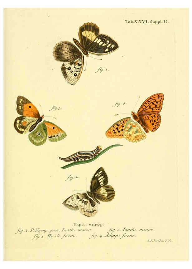 Reproducción/Reproduction 6102750681: Die Schmetterlinge in Abbildungen nach der Natur. v.1 plates. Leipzig :T.O. Weigel,[1829-1839] 