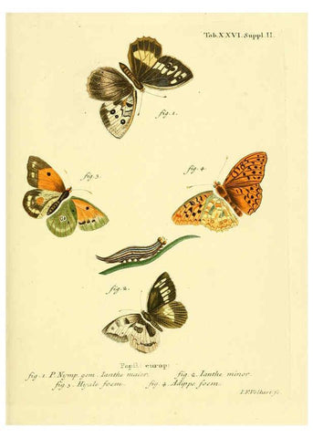 Reproducción/Reproduction 6102750681: Die Schmetterlinge in Abbildungen nach der Natur. v.1 plates. Leipzig :T.O. Weigel,[1829-1839] 