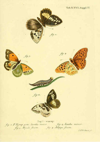 Reproducción/Reproduction 6102750681: Die Schmetterlinge in Abbildungen nach der Natur. v.1 plates. Leipzig :T.O. Weigel,[1829-1839] 