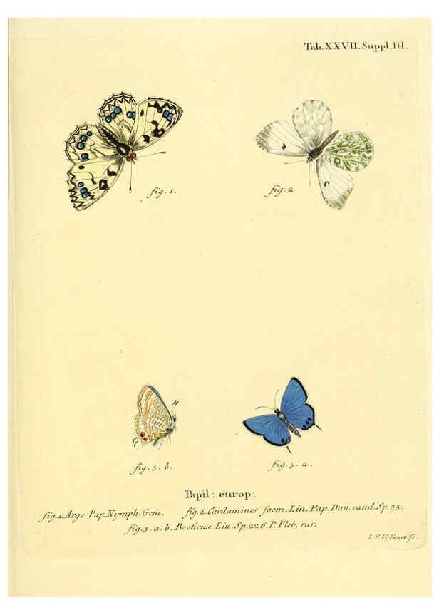 Reproducción/Reproduction 6103298700: Die Schmetterlinge in Abbildungen nach der Natur. v.1 plates. Leipzig :T.O. Weigel,[1829-1839] 