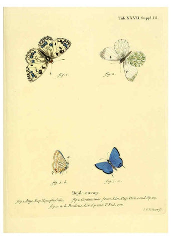 Reproducción/Reproduction 6103298700: Die Schmetterlinge in Abbildungen nach der Natur. v.1 plates. Leipzig :T.O. Weigel,[1829-1839] 