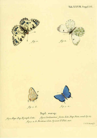 Reproducción/Reproduction 6103298700: Die Schmetterlinge in Abbildungen nach der Natur. v.1 plates. Leipzig :T.O. Weigel,[1829-1839] 