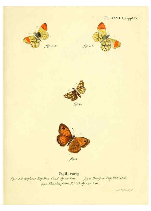 Reproducción/Reproduction 6102755691: Die Schmetterlinge in Abbildungen nach der Natur. v.1 plates. Leipzig :T.O. Weigel,[1829-1839] 