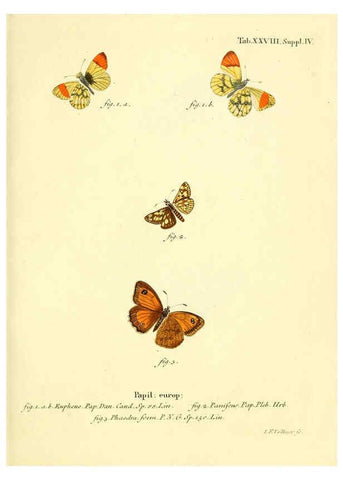Reproducción/Reproduction 6102755691: Die Schmetterlinge in Abbildungen nach der Natur. v.1 plates. Leipzig :T.O. Weigel,[1829-1839] 