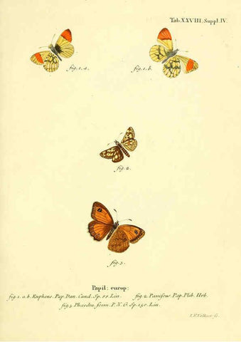 Reproducción/Reproduction 6102755691: Die Schmetterlinge in Abbildungen nach der Natur. v.1 plates. Leipzig :T.O. Weigel,[1829-1839] 