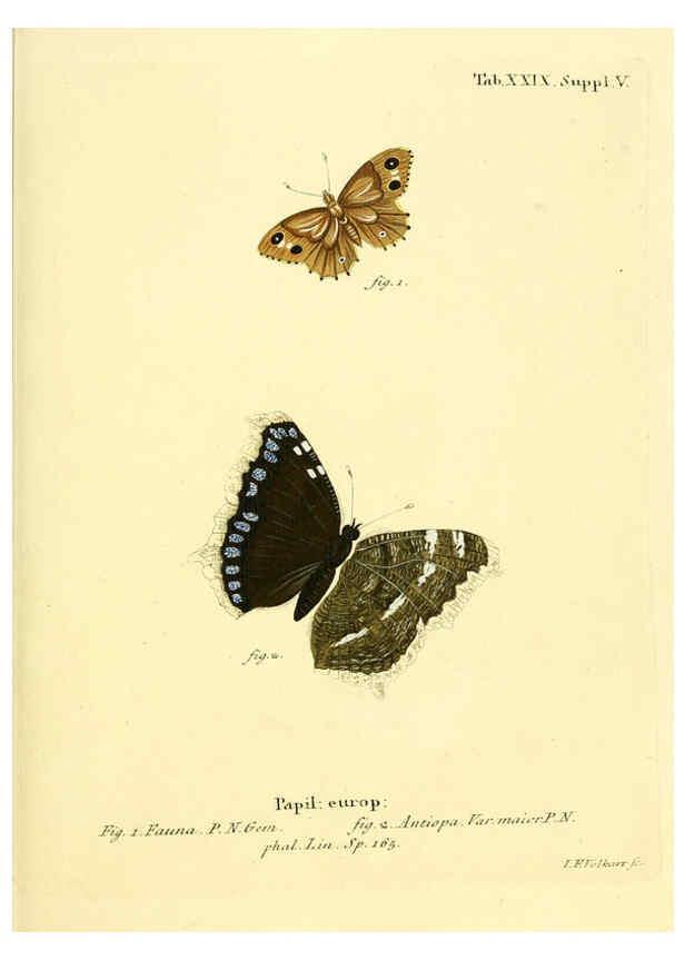 Reproducción/Reproduction 6102756195: Die Schmetterlinge in Abbildungen nach der Natur. v.1 plates. Leipzig :T.O. Weigel,[1829-1839] 