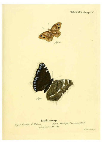 Reproducción/Reproduction 6102756195: Die Schmetterlinge in Abbildungen nach der Natur. v.1 plates. Leipzig :T.O. Weigel,[1829-1839] 