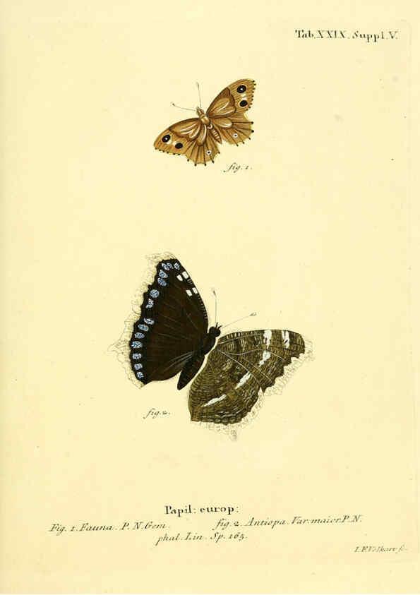 Reproducción/Reproduction 6102756195: Die Schmetterlinge in Abbildungen nach der Natur. v.1 plates. Leipzig :T.O. Weigel,[1829-1839] 