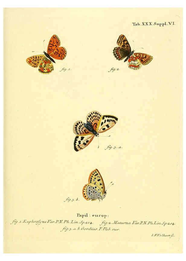 Reproducción/Reproduction 6103302634: Die Schmetterlinge in Abbildungen nach der Natur. v.1 plates. Leipzig :T.O. Weigel,[1829-1839] 