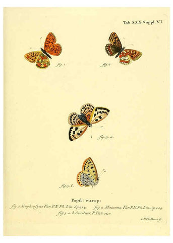 Reproducción/Reproduction 6103302634: Die Schmetterlinge in Abbildungen nach der Natur. v.1 plates. Leipzig :T.O. Weigel,[1829-1839] 