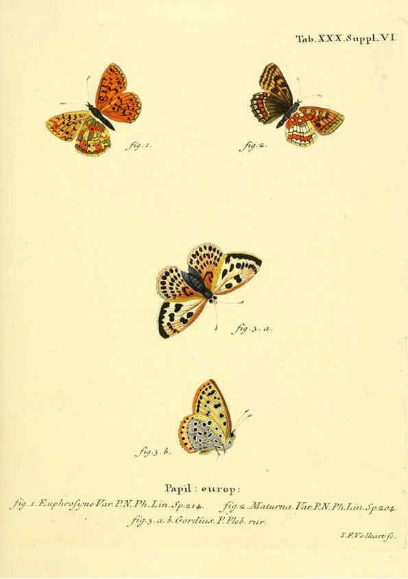 Reproducción/Reproduction 6103302634: Die Schmetterlinge in Abbildungen nach der Natur. v.1 plates. Leipzig :T.O. Weigel,[1829-1839] 