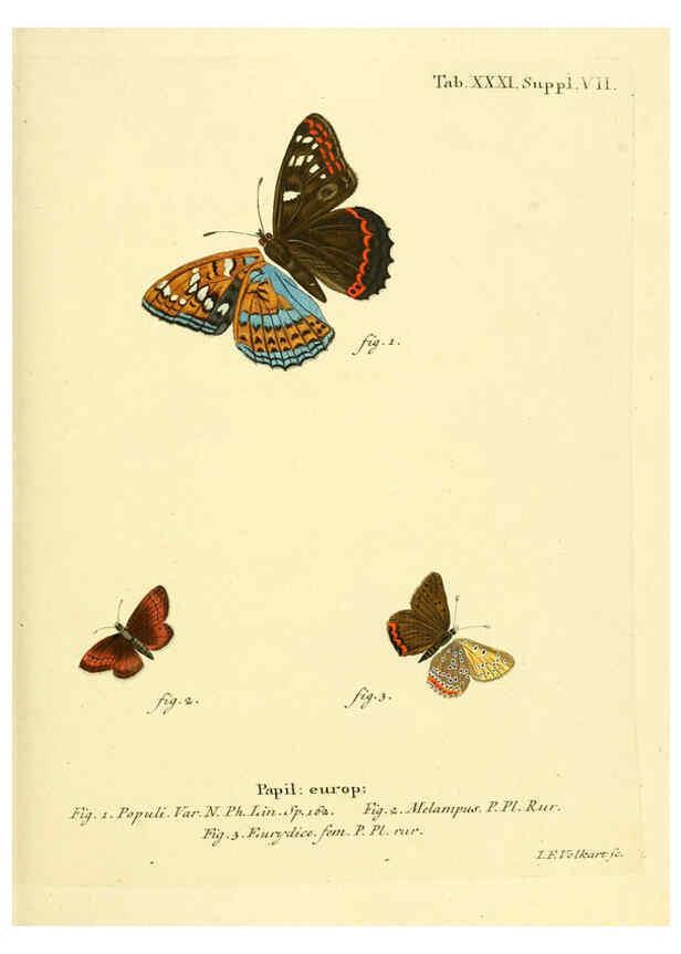 Reproducción/Reproduction 6103303000: Die Schmetterlinge in Abbildungen nach der Natur. v.1 plates. Leipzig :T.O. Weigel,[1829-1839] 
