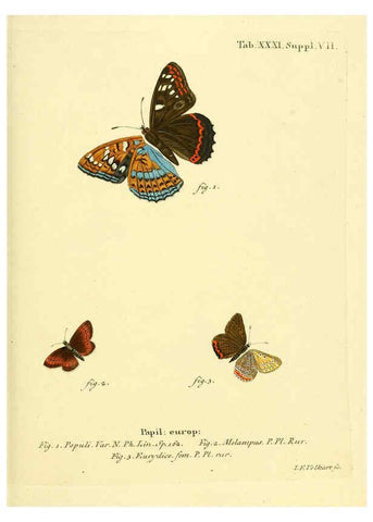 Reproducción/Reproduction 6103303000: Die Schmetterlinge in Abbildungen nach der Natur. v.1 plates. Leipzig :T.O. Weigel,[1829-1839] 