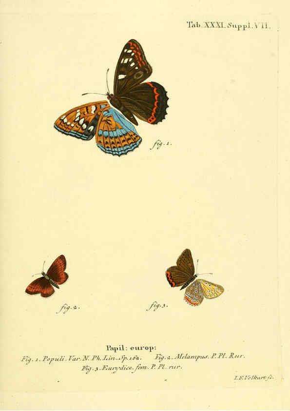 Reproducción/Reproduction 6103303000: Die Schmetterlinge in Abbildungen nach der Natur. v.1 plates. Leipzig :T.O. Weigel,[1829-1839] 