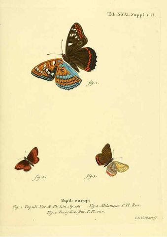 Reproducción/Reproduction 6103303000: Die Schmetterlinge in Abbildungen nach der Natur. v.1 plates. Leipzig :T.O. Weigel,[1829-1839] 