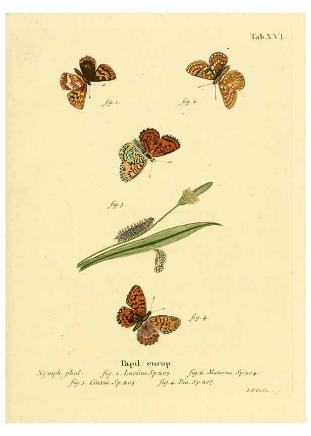 Reproducción/Reproduction 6103292872: Die Schmetterlinge in Abbildungen nach der Natur. v.1 plates. Leipzig :T.O. Weigel,[1829-1839] 