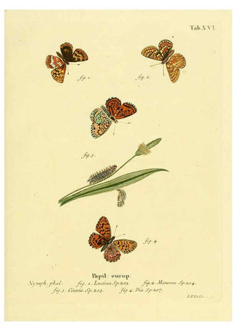 Reproducción/Reproduction 6103292872: Die Schmetterlinge in Abbildungen nach der Natur. v.1 plates. Leipzig :T.O. Weigel,[1829-1839] 