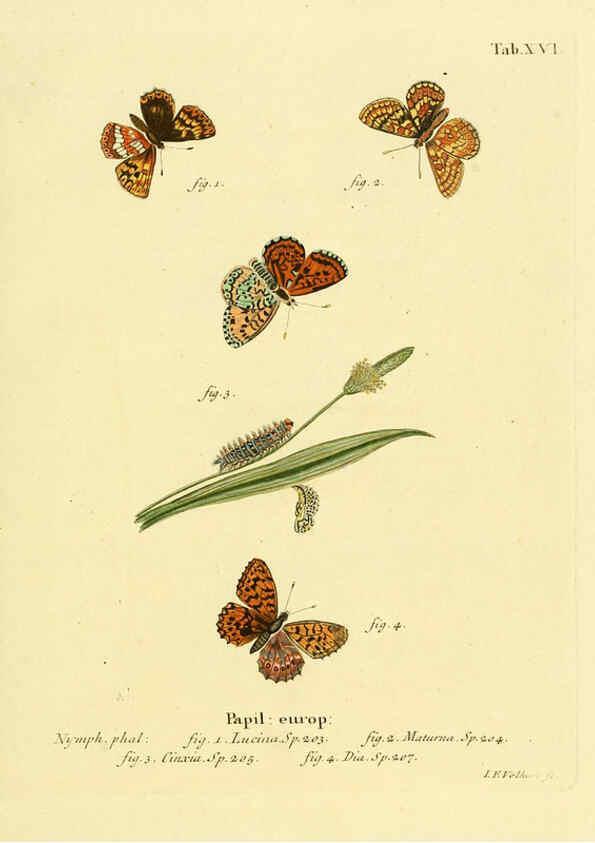 Reproducción/Reproduction 6103292872: Die Schmetterlinge in Abbildungen nach der Natur. v.1 plates. Leipzig :T.O. Weigel,[1829-1839] 
