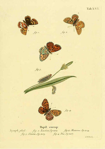 Reproducción/Reproduction 6103292872: Die Schmetterlinge in Abbildungen nach der Natur. v.1 plates. Leipzig :T.O. Weigel,[1829-1839] 