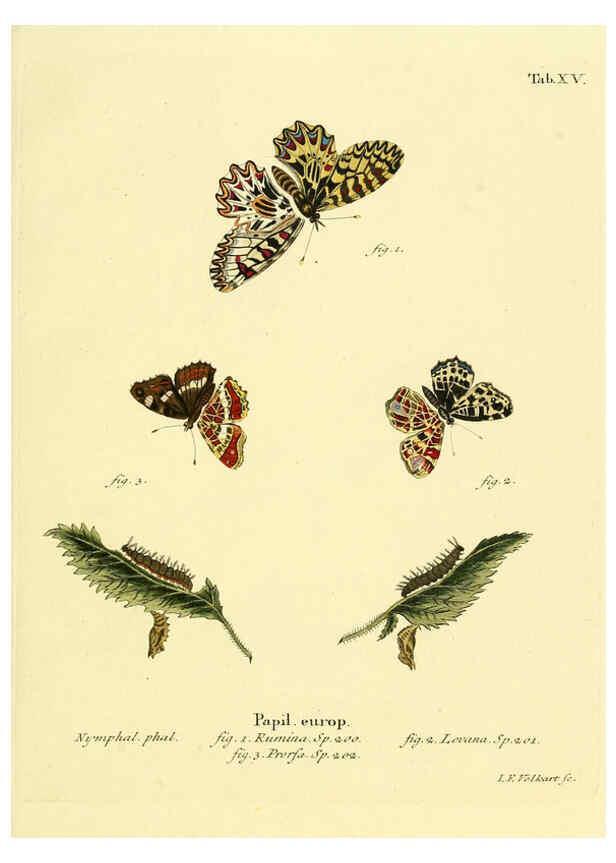 Reproducción/Reproduction 6102746659: Die Schmetterlinge in Abbildungen nach der Natur. v.1 plates. Leipzig :T.O. Weigel,[1829-1839] 