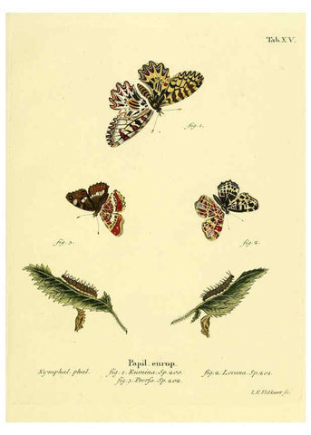 Reproducción/Reproduction 6102746659: Die Schmetterlinge in Abbildungen nach der Natur. v.1 plates. Leipzig :T.O. Weigel,[1829-1839] 