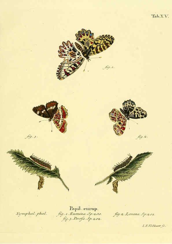 Reproducción/Reproduction 6102746659: Die Schmetterlinge in Abbildungen nach der Natur. v.1 plates. Leipzig :T.O. Weigel,[1829-1839] 