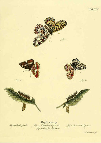 Reproducción/Reproduction 6102746659: Die Schmetterlinge in Abbildungen nach der Natur. v.1 plates. Leipzig :T.O. Weigel,[1829-1839] 