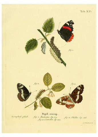 Reproducción/Reproduction 6102746381: Die Schmetterlinge in Abbildungen nach der Natur. v.1 plates. Leipzig :T.O. Weigel,[1829-1839] 