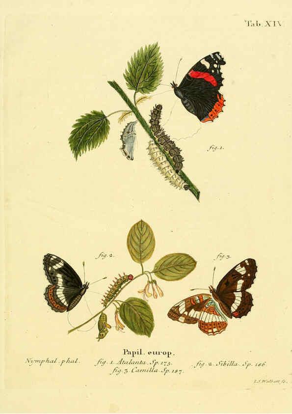 Reproducción/Reproduction 6102746381: Die Schmetterlinge in Abbildungen nach der Natur. v.1 plates. Leipzig :T.O. Weigel,[1829-1839] 