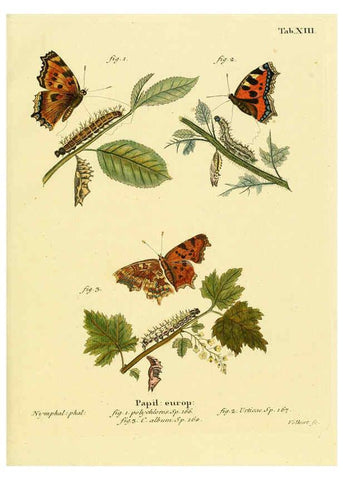 Reproducción/Reproduction 6102745909: Die Schmetterlinge in Abbildungen nach der Natur. v.1 plates. Leipzig :T.O. Weigel,[1829-1839] 