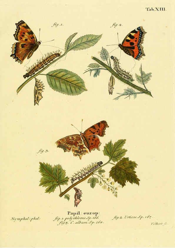 Reproducción/Reproduction 6102745909: Die Schmetterlinge in Abbildungen nach der Natur. v.1 plates. Leipzig :T.O. Weigel,[1829-1839] 