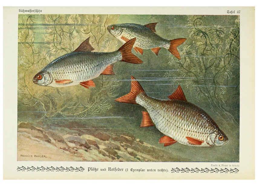 Reproducción/Reproduction 6102606231: Unsere Süßwasserfische Leipzig :Quelle & Meyer,1913
