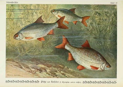 Reproducción/Reproduction 6102606231: Unsere Süßwasserfische Leipzig :Quelle & Meyer,1913