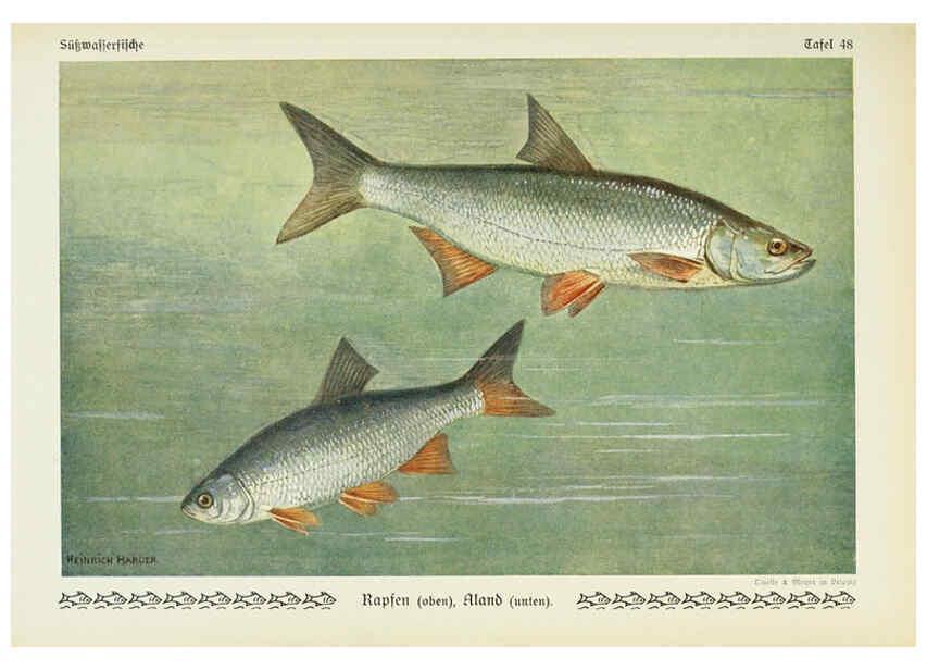 Reproducción/Reproduction 6102606479: Unsere Süßwasserfische Leipzig :Quelle & Meyer,1913