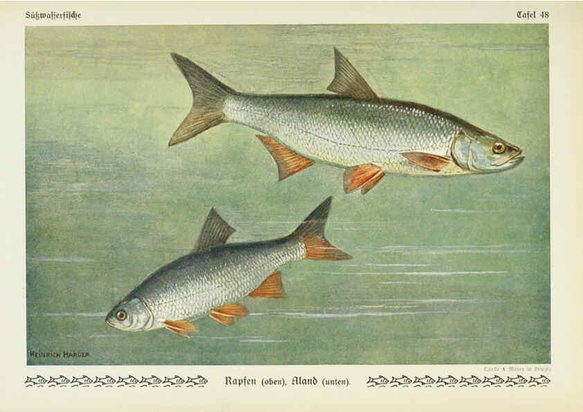 Reproducción/Reproduction 6102606479: Unsere Süßwasserfische Leipzig :Quelle & Meyer,1913