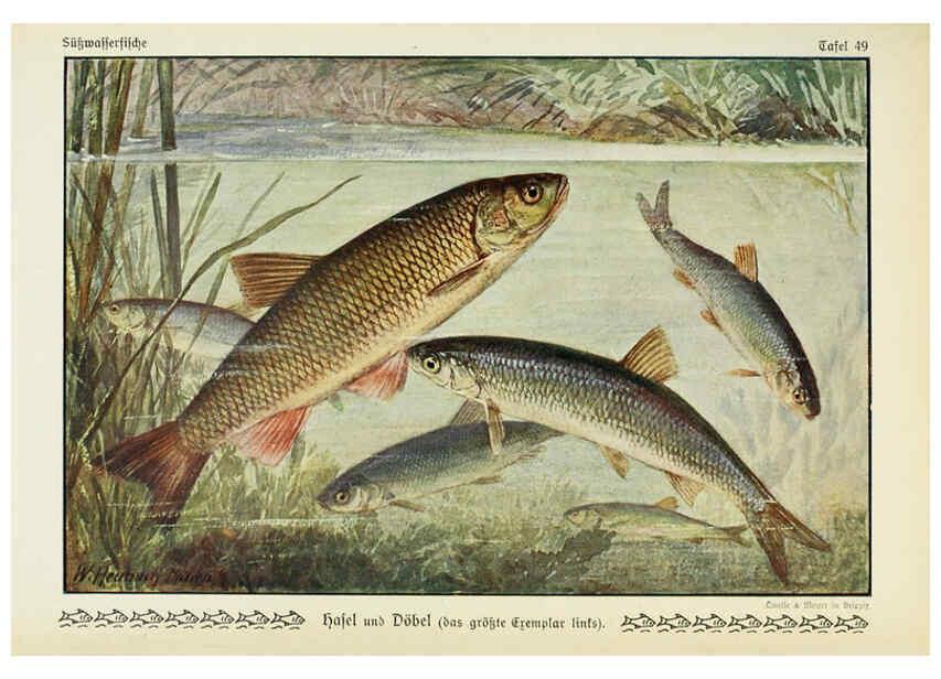 Reproducción/Reproduction 6103152294: Unsere Süßwasserfische Leipzig :Quelle & Meyer,1913