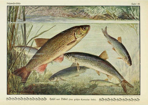 Reproducción/Reproduction 6103152294: Unsere Süßwasserfische Leipzig :Quelle & Meyer,1913