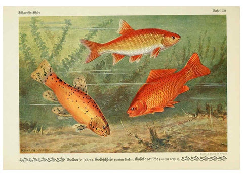 Reproducción/Reproduction 6103152520: Unsere Süßwasserfische Leipzig :Quelle & Meyer,1913