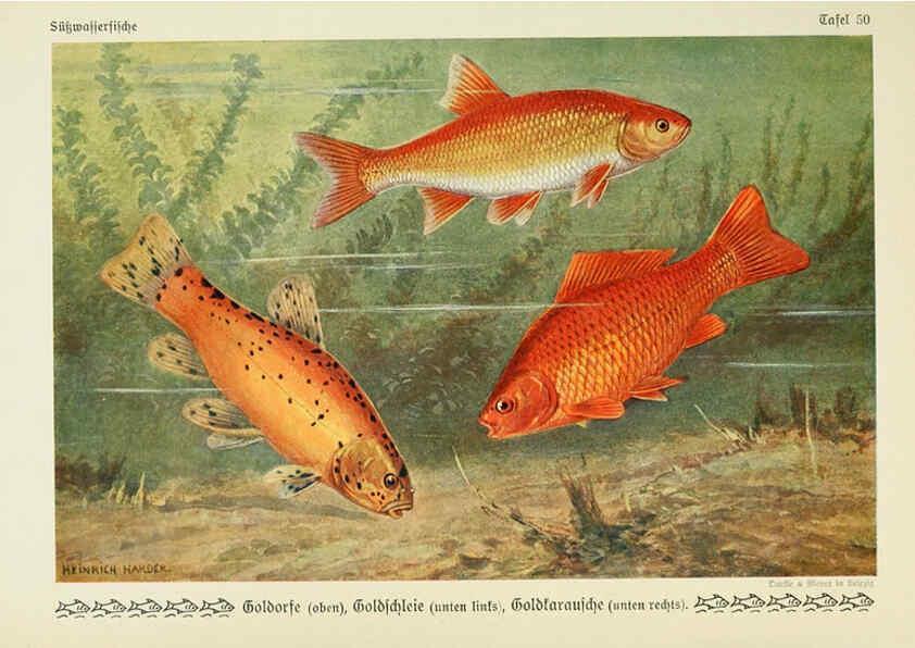 Reproducción/Reproduction 6103152520: Unsere Süßwasserfische Leipzig :Quelle & Meyer,1913
