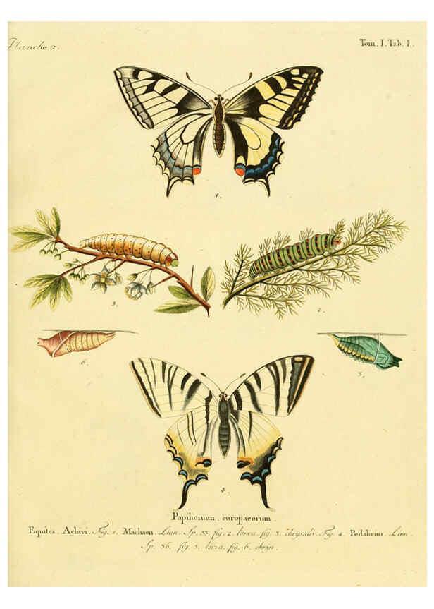 Reproducción/Reproduction 6103213506: Die Schmetterlinge in Abbildungen nach der Natur. v.1 plates. Leipzig :T.O. Weigel,[1829-1839] 