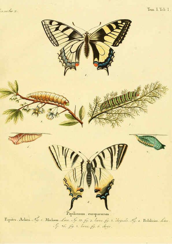 Reproducción/Reproduction 6103213506: Die Schmetterlinge in Abbildungen nach der Natur. v.1 plates. Leipzig :T.O. Weigel,[1829-1839] 