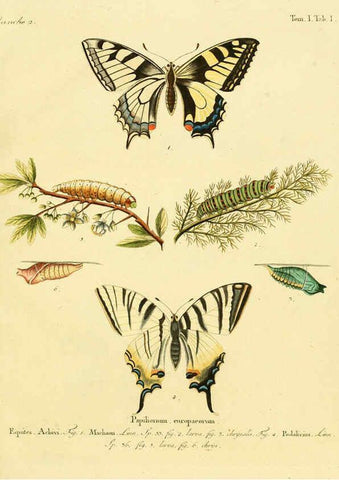 Reproducción/Reproduction 6103213506: Die Schmetterlinge in Abbildungen nach der Natur. v.1 plates. Leipzig :T.O. Weigel,[1829-1839] 