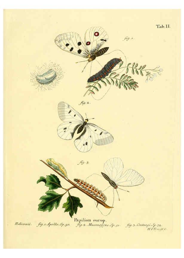 Reproducción/Reproduction 6103213780: Die Schmetterlinge in Abbildungen nach der Natur. v.1 plates. Leipzig :T.O. Weigel,[1829-1839] 