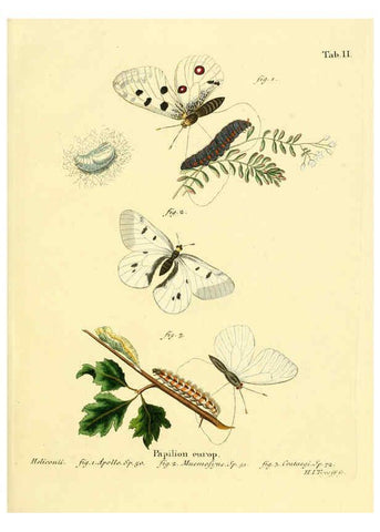 Reproducción/Reproduction 6103213780: Die Schmetterlinge in Abbildungen nach der Natur. v.1 plates. Leipzig :T.O. Weigel,[1829-1839] 