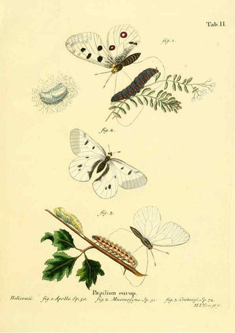 Reproducción/Reproduction 6103213780: Die Schmetterlinge in Abbildungen nach der Natur. v.1 plates. Leipzig :T.O. Weigel,[1829-1839] 