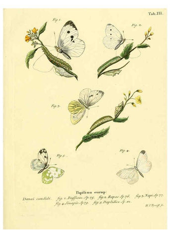 Reproducción/Reproduction 6102668687: Die Schmetterlinge in Abbildungen nach der Natur. v.1 plates. Leipzig :T.O. Weigel,[1829-1839] 