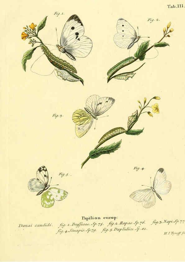 Reproducción/Reproduction 6102668687: Die Schmetterlinge in Abbildungen nach der Natur. v.1 plates. Leipzig :T.O. Weigel,[1829-1839] 